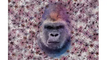 Monkey Kong
